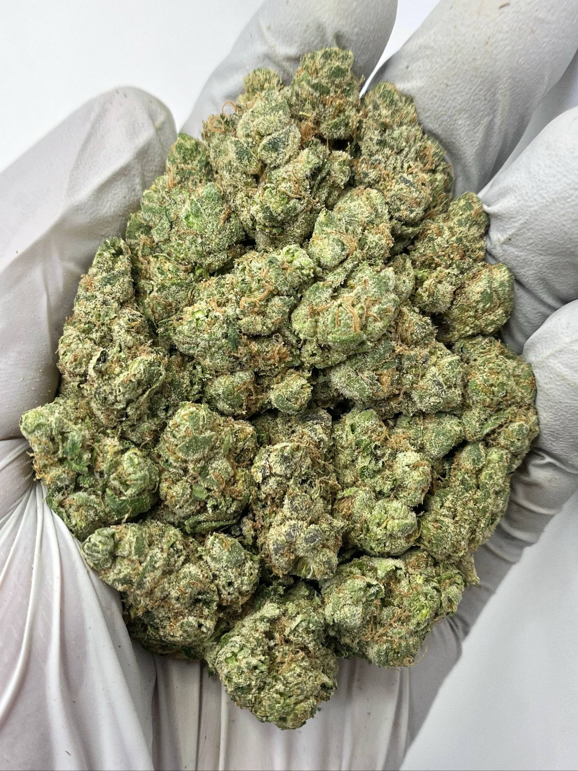Gelato 41 x Animal Mintz