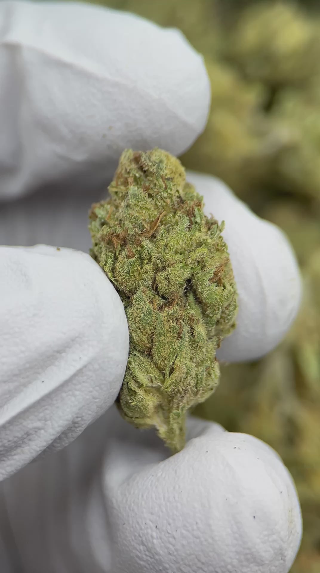 Load video: Lemon Cherry Gelato