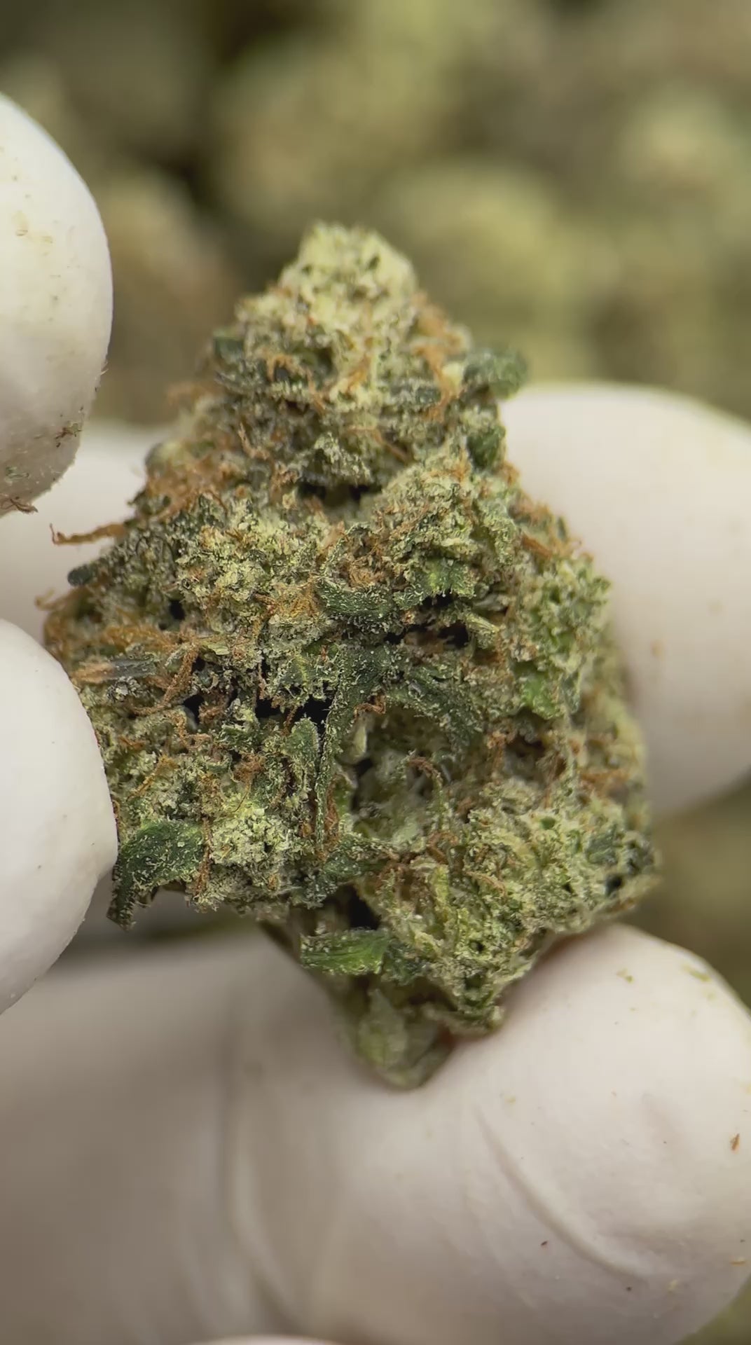 Load video: Peach Rings