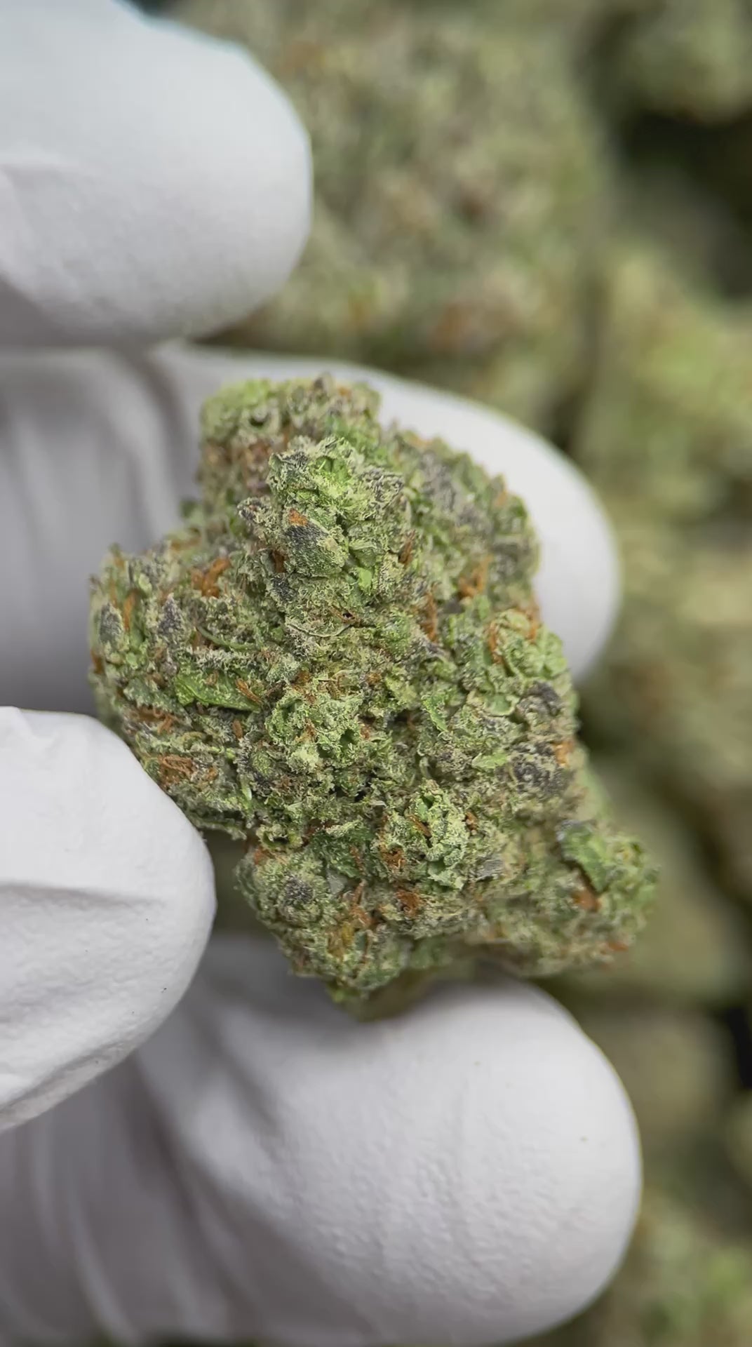 Load video: Citrus Runtz Meltz