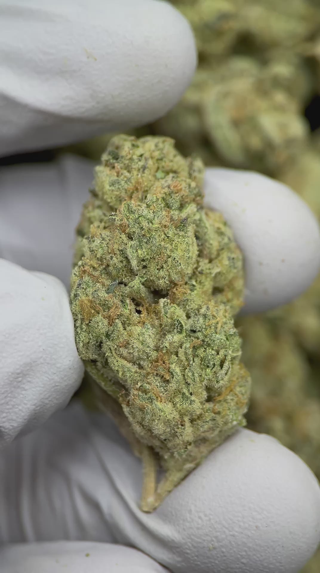Load video: Knights Templar OG