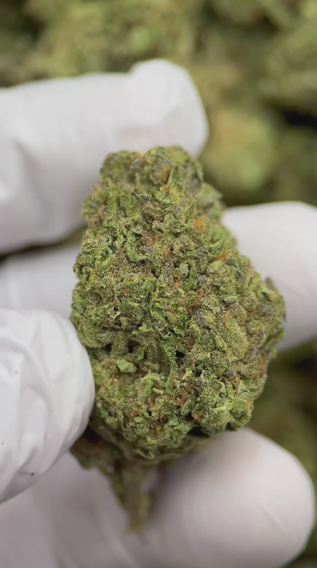 Load video: Key Lime Jack