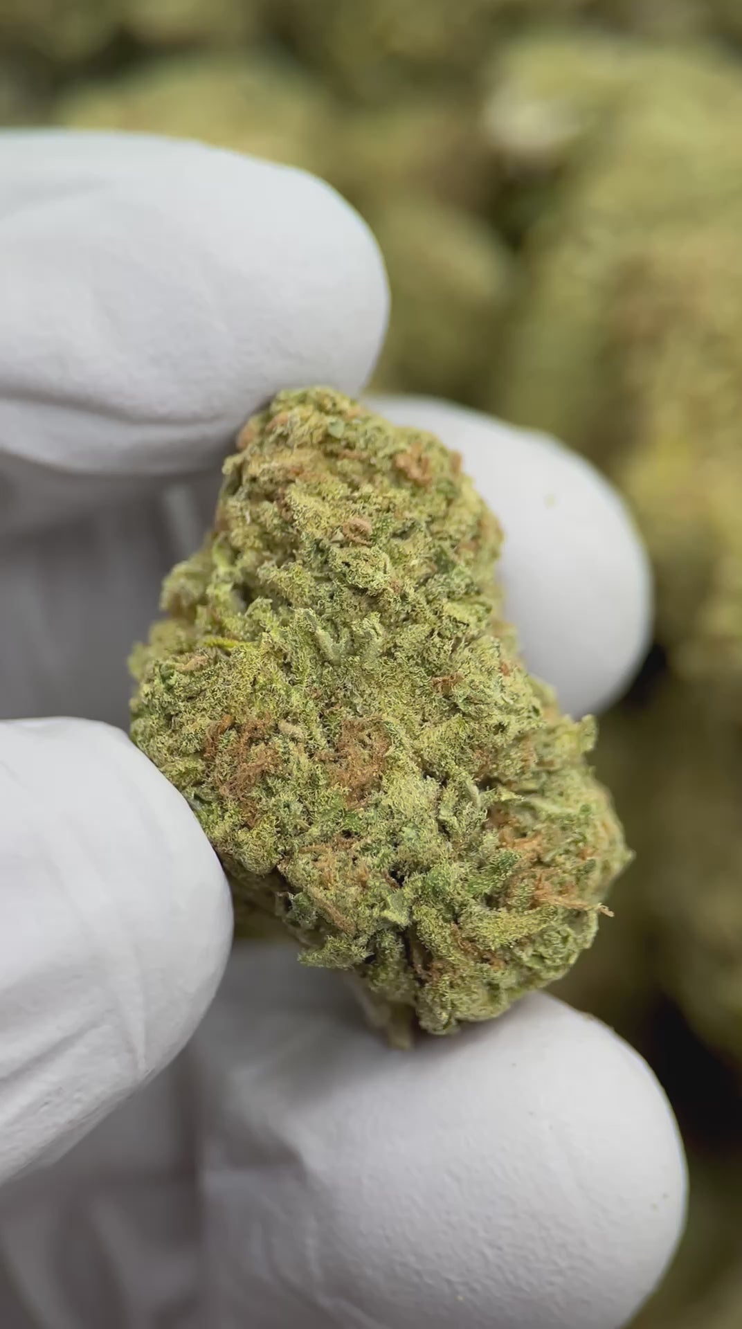Load video: Sour Haze