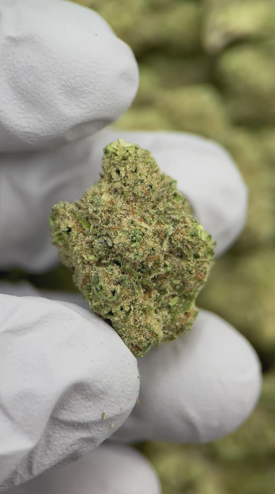 Load video: Papaya Bomb