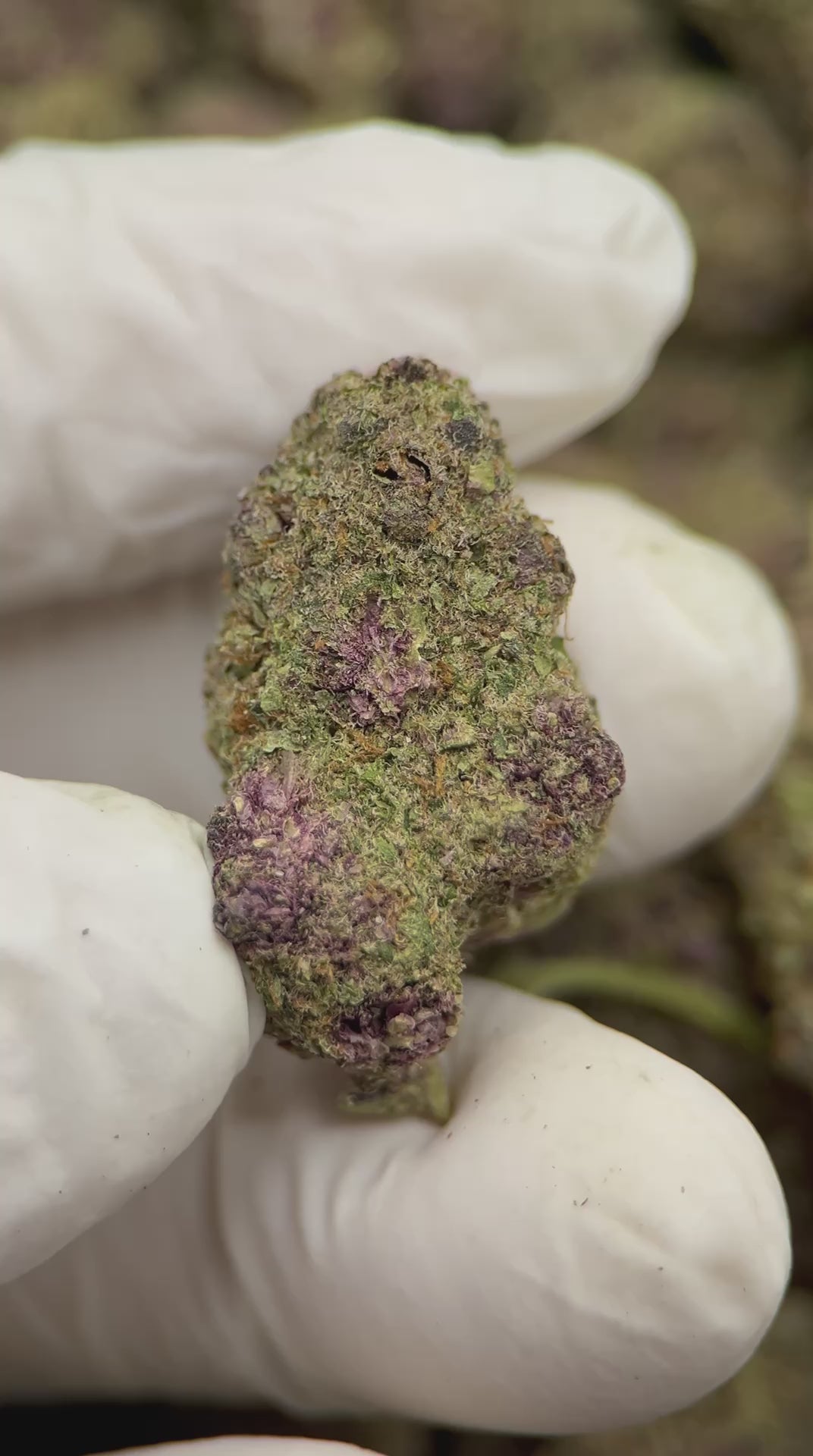 Load video: Citrus Blast