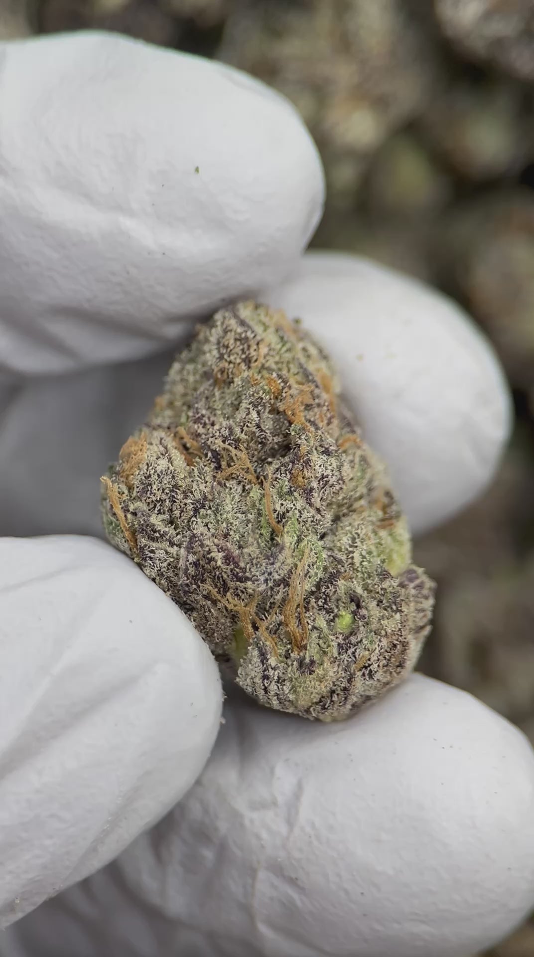 Load video: Presidential OG