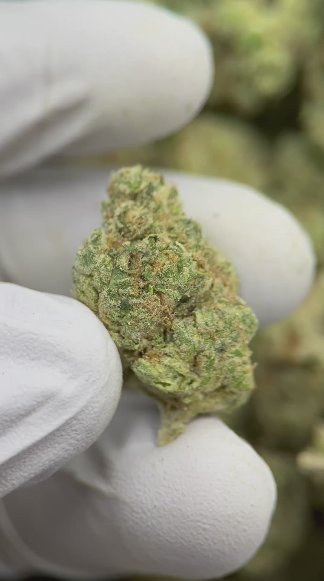 Load video: Gelato 41 x Animal Mintz