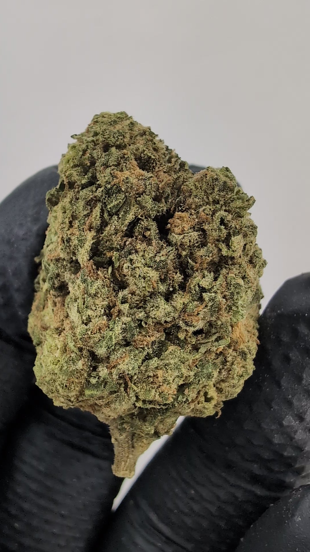 Load video: Gelato 33