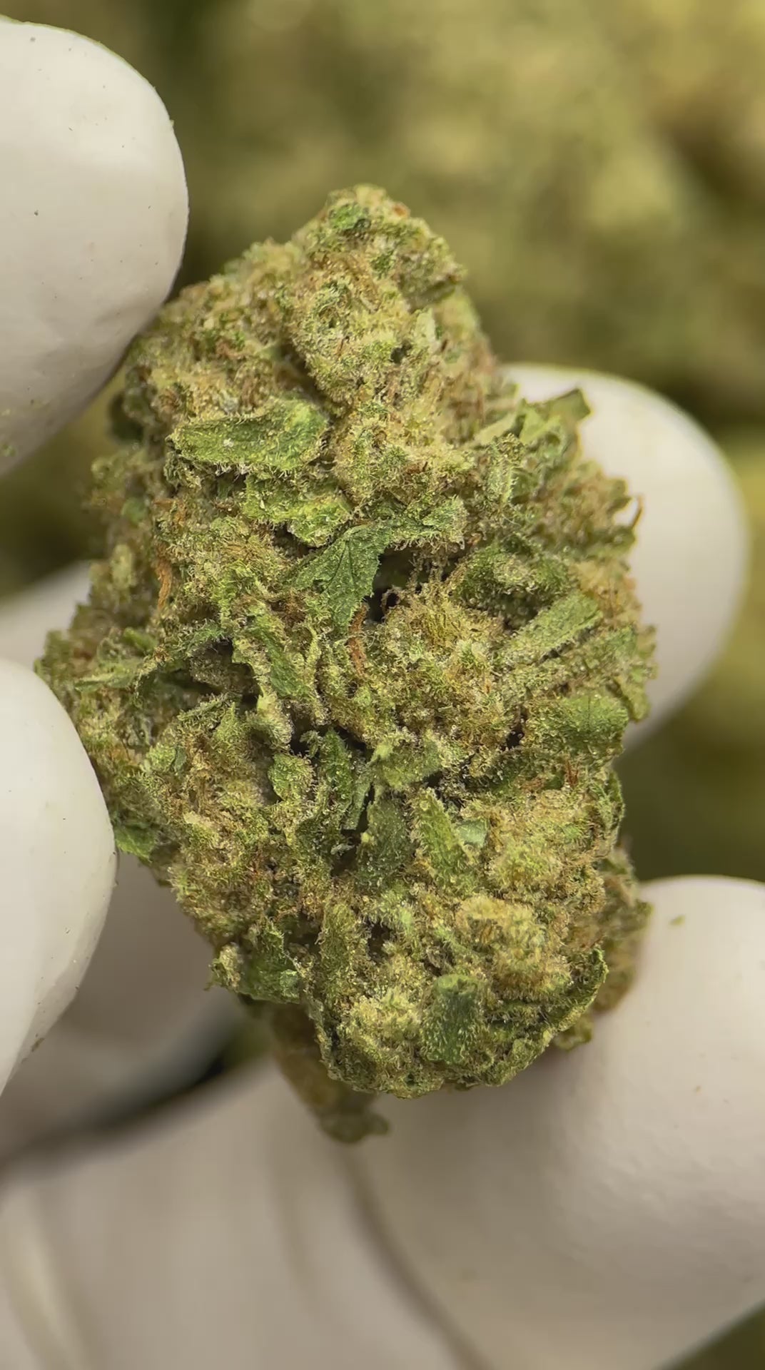 Load video: Grape Cake