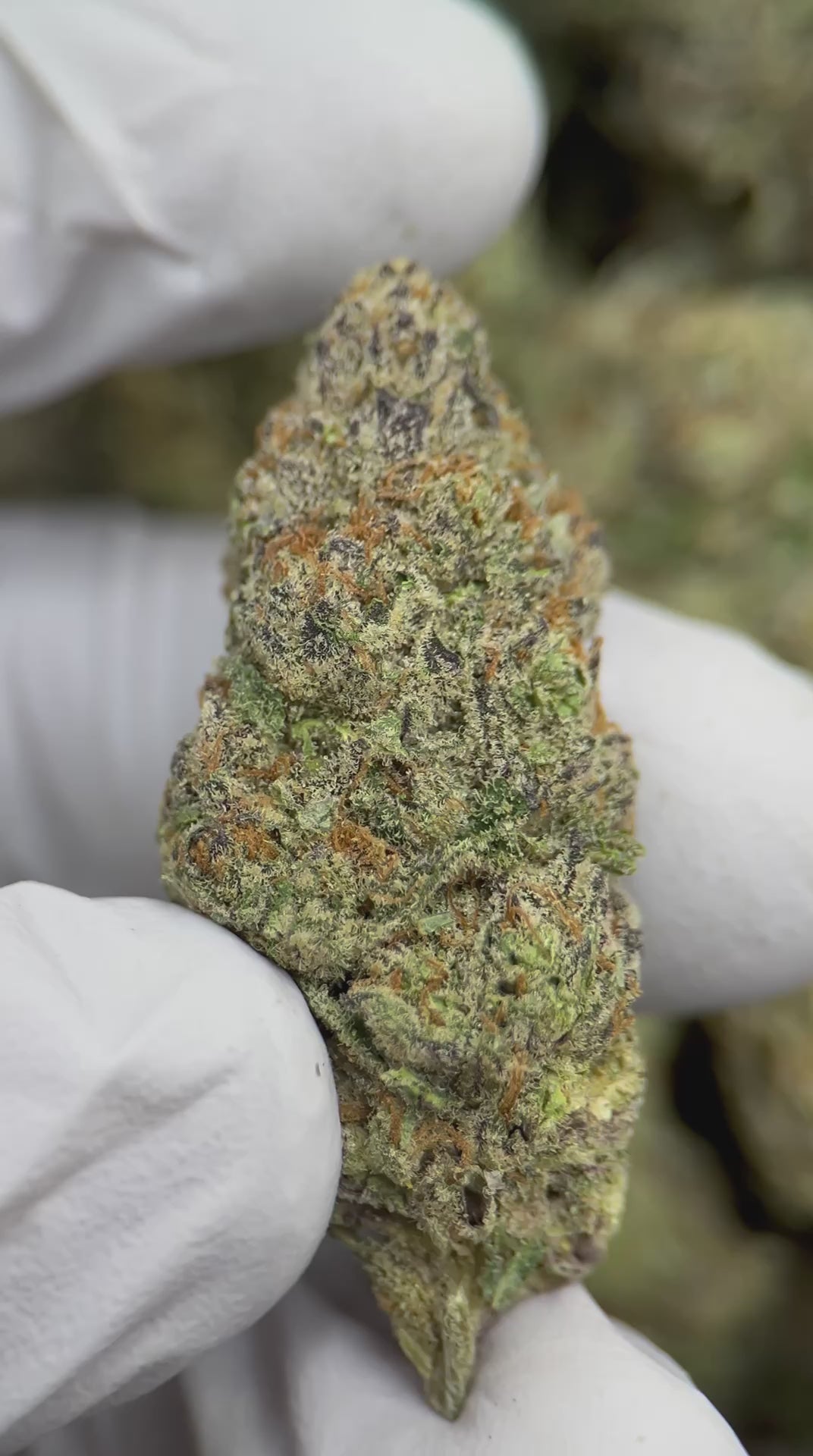 Load video: Blue Nerdz