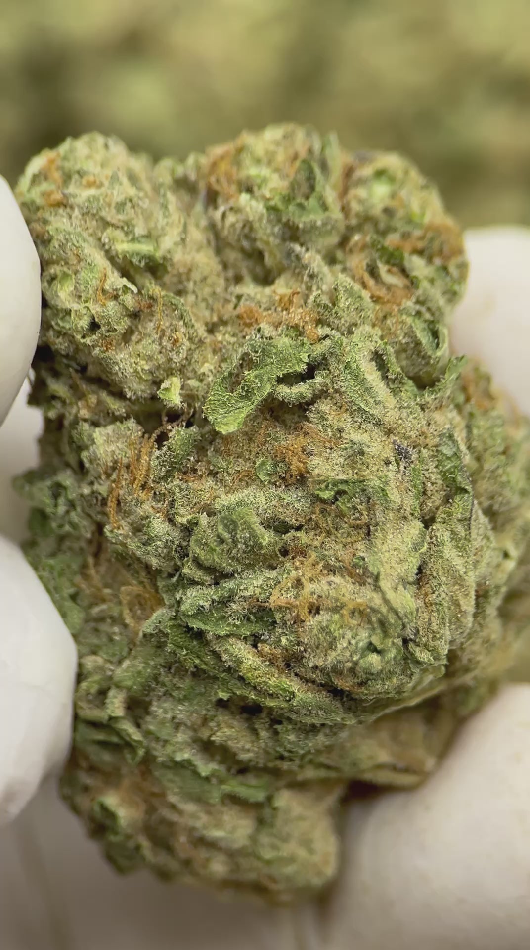 Load video: LA Kush Cake