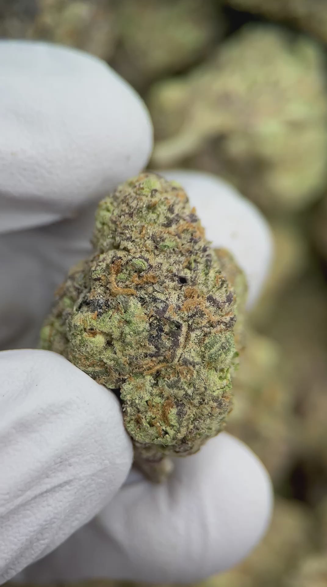 Load video: Pineapple Fruzz