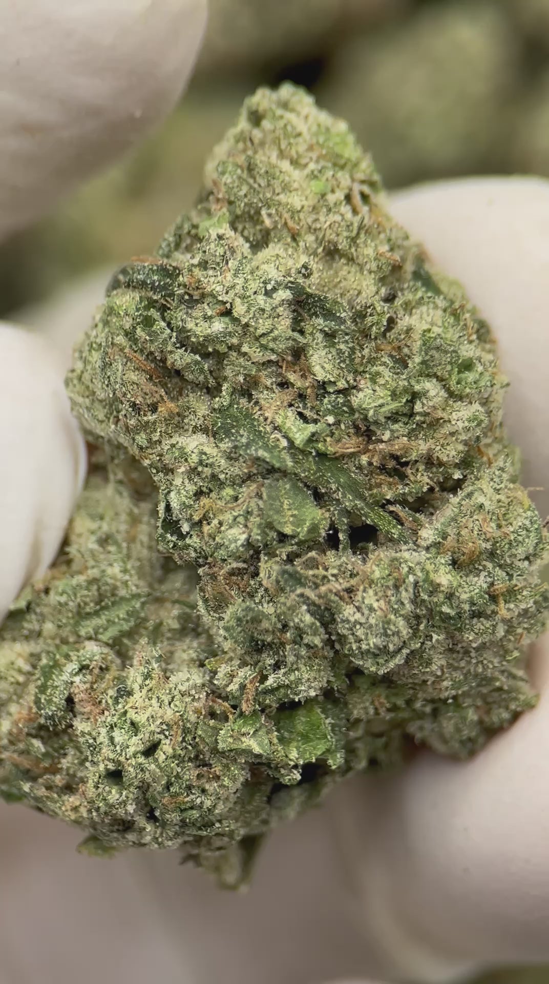 Load video: Lemon Cherry Gelato
