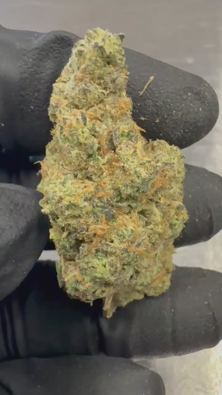 OG Mota