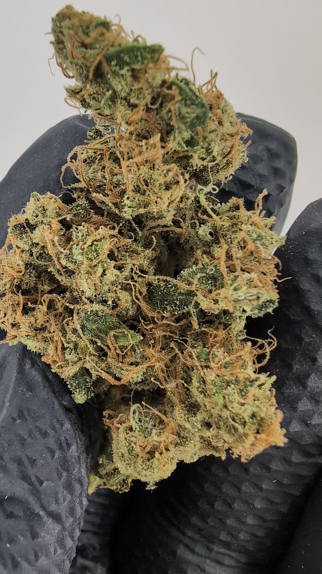 Load video: Bandaid Haze IX 3.0