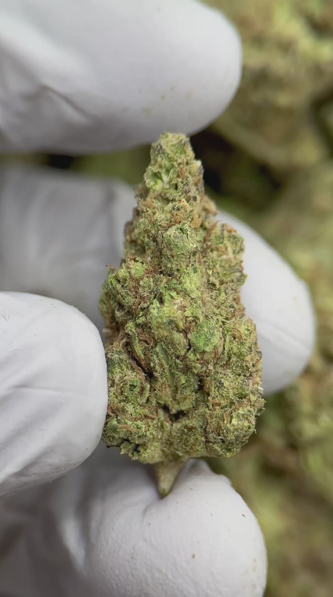 Load video: Chem’s Sister