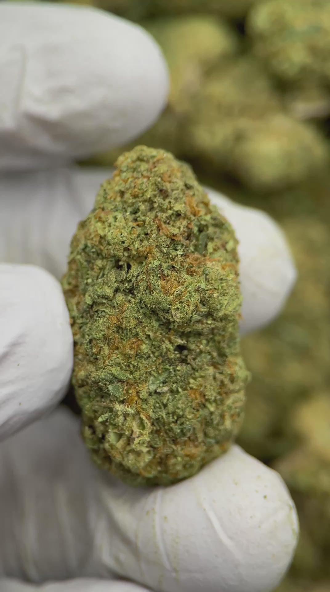 Load video: Sunset Sherbet