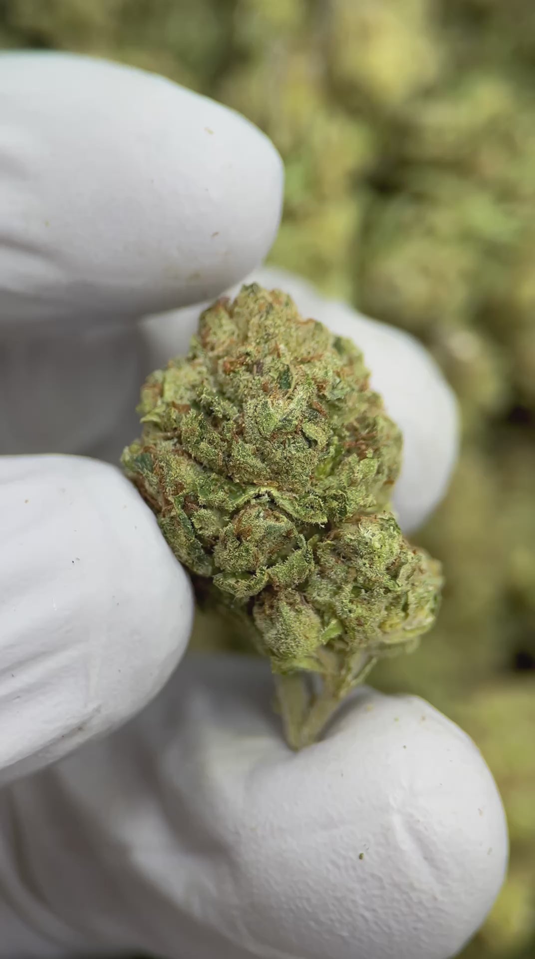 Load video: Pine OG