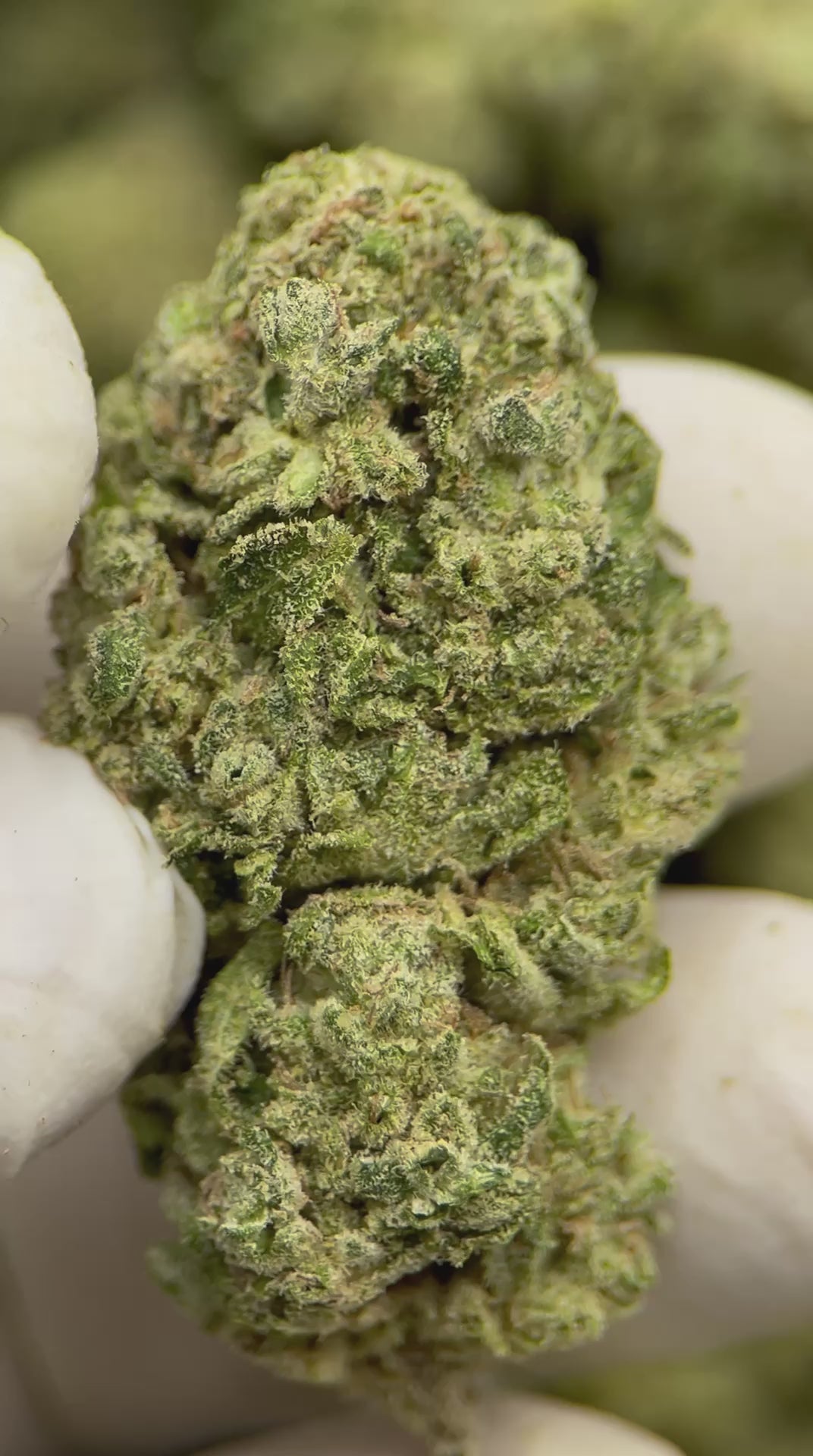 Load video: Cherry AK