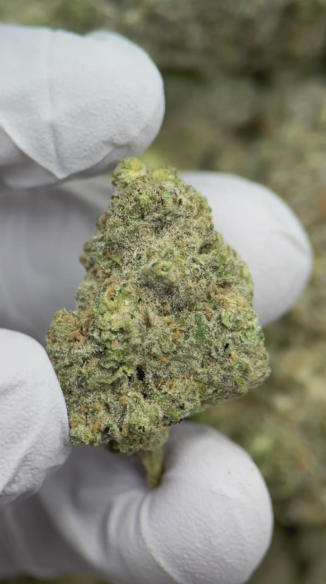 Load video: Sativa Diva