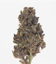 Purple Ice Pop